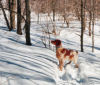 Cayenne à l’arrêt à vue sur une gélinotte qui vient de se brancher. (Hiver 2005)