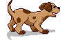 chiot